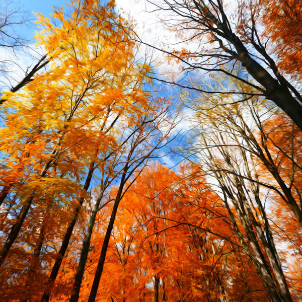 Paintography d’automne Paintography d'automne