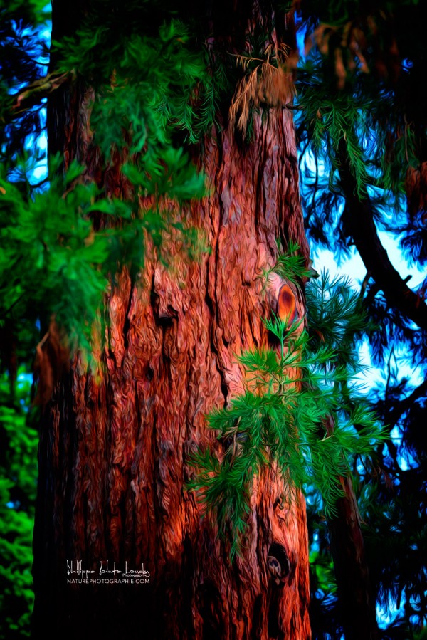 Sequoia
