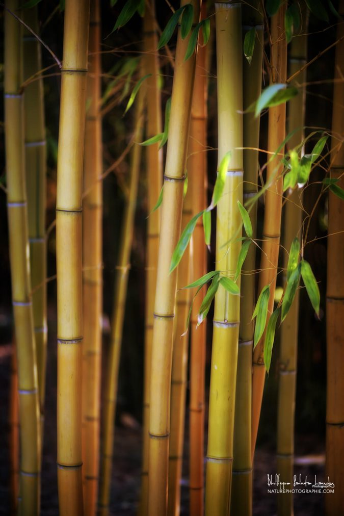 Tribu bambous