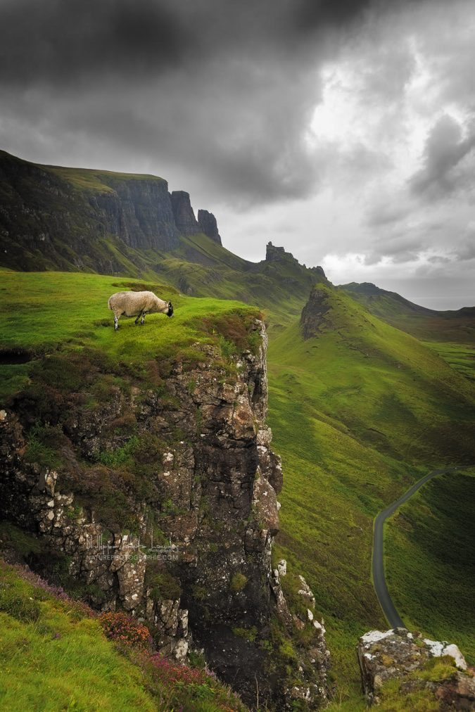 Keys To The Kingdom Un mouton sur le site de Quiraing en Écosse.