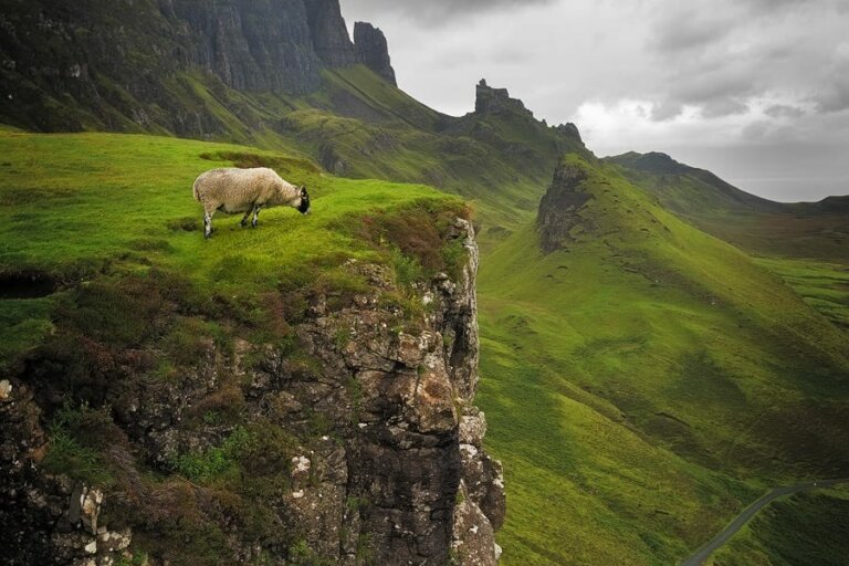 Un mouton sur le site de Quiraing en Écosse.