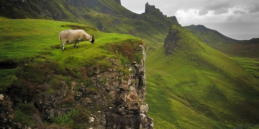Keys To The Kingdom Un mouton sur le site de Quiraing en Écosse.