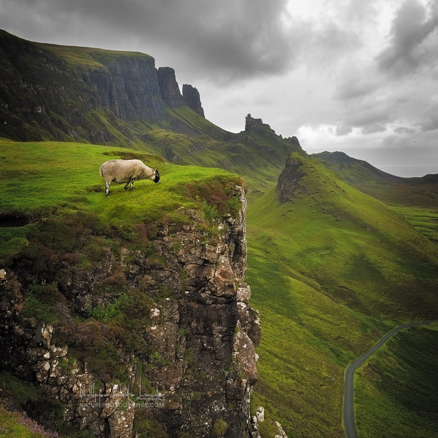 Un mouton sur le site de Quiraing en Écosse.