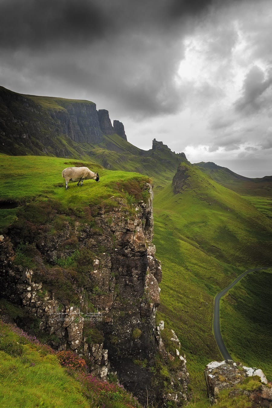 Un mouton sur le site de Quiraing en Écosse.