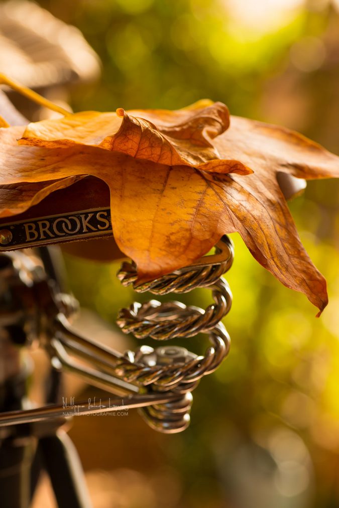 En selle pour l’automne