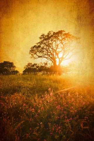 Photo d'un arbre avec une texture photo