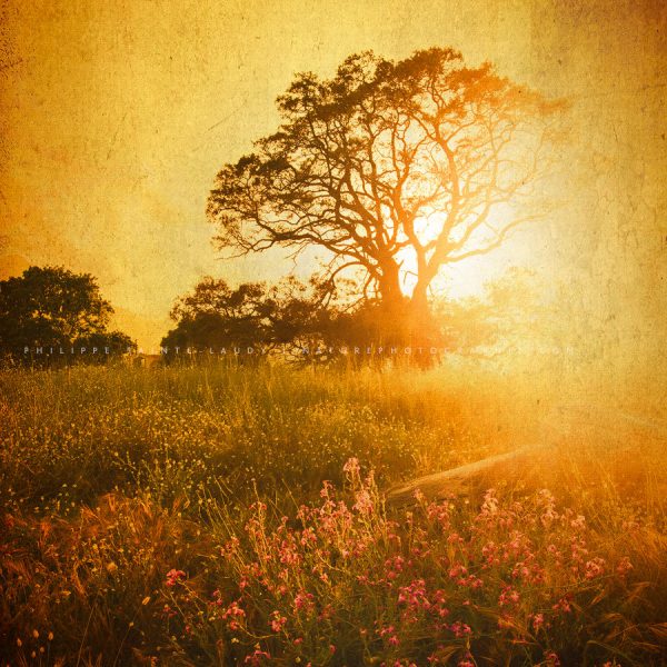 Golden Age Photo d'un arbre avec une texture photo