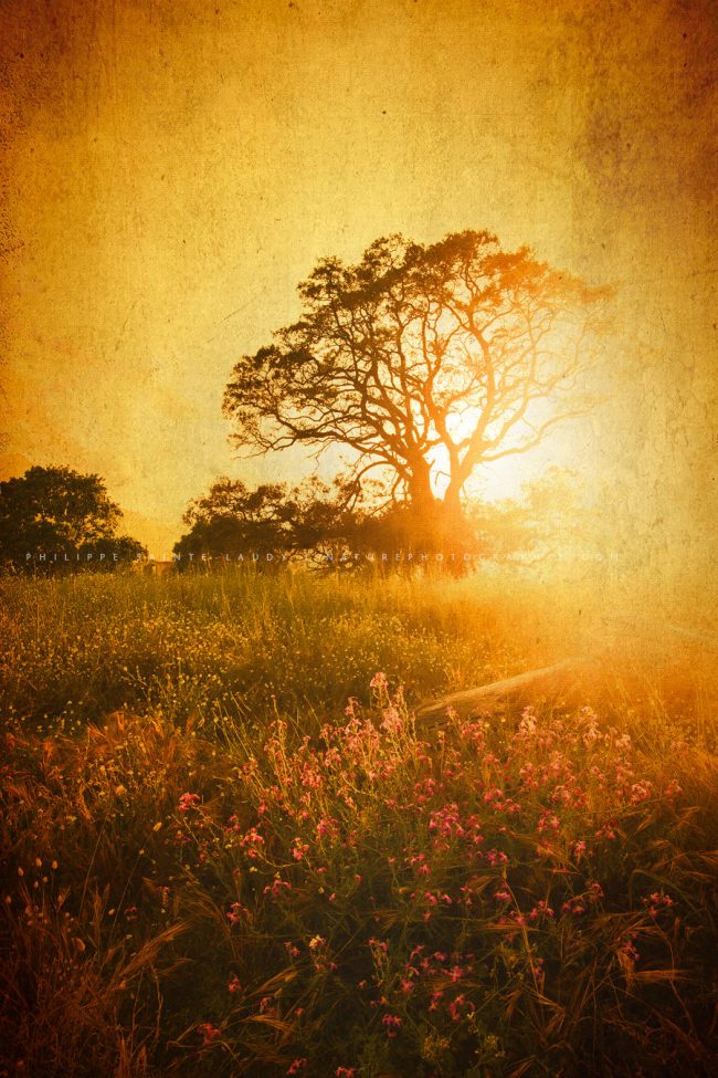 Photo d'un arbre avec une texture photo