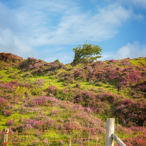 Moorland’s Color