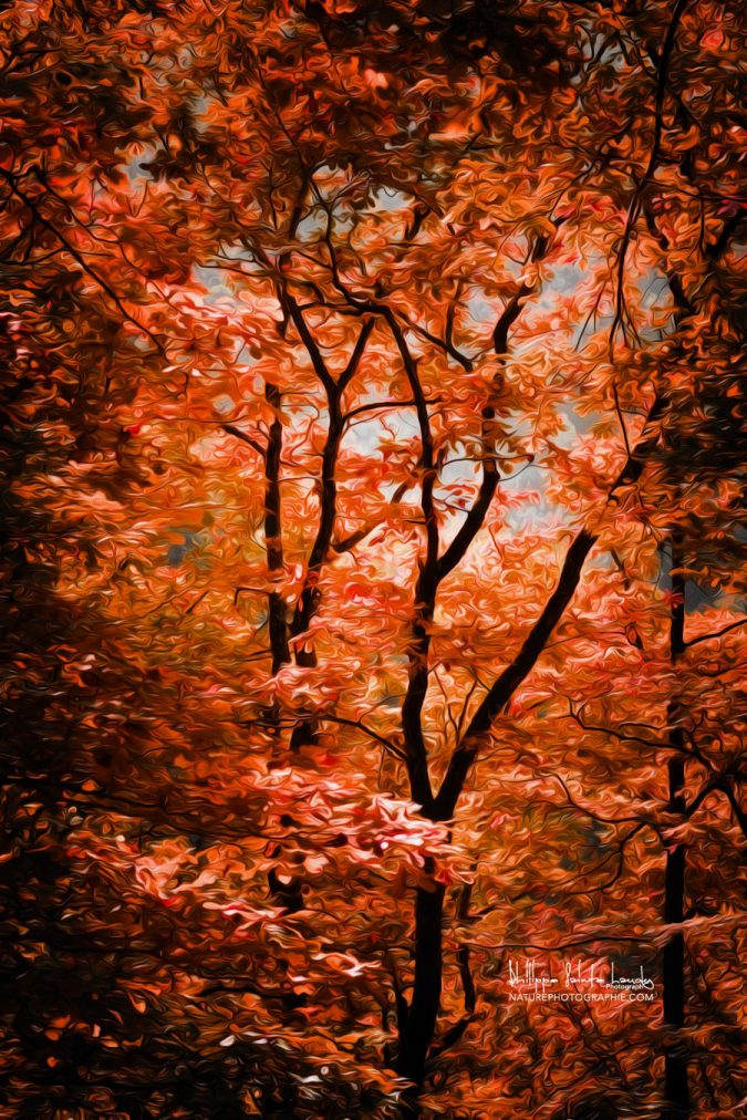 Autumn Whispers