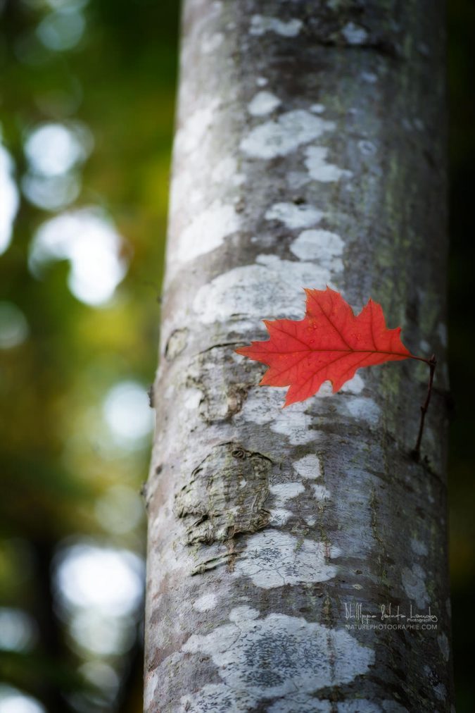 Feuille rouge solitaire