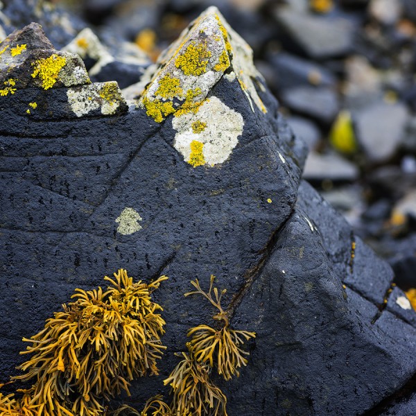 Nature’s Art Work