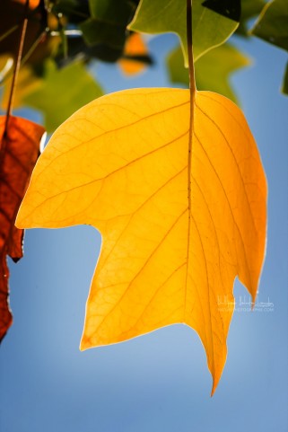 Feuille jaune en gros plan
