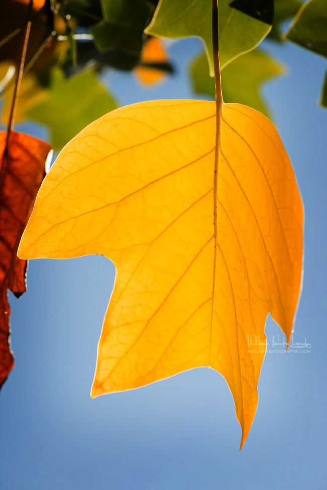 Feuille jaune en gros plan