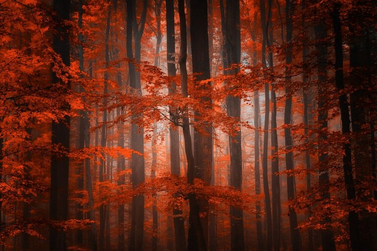 Automne. Forêt rouge en Alsace