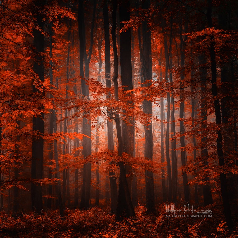 Automne. Forêt rouge en Alsace