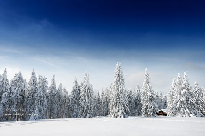 Fresh Snow