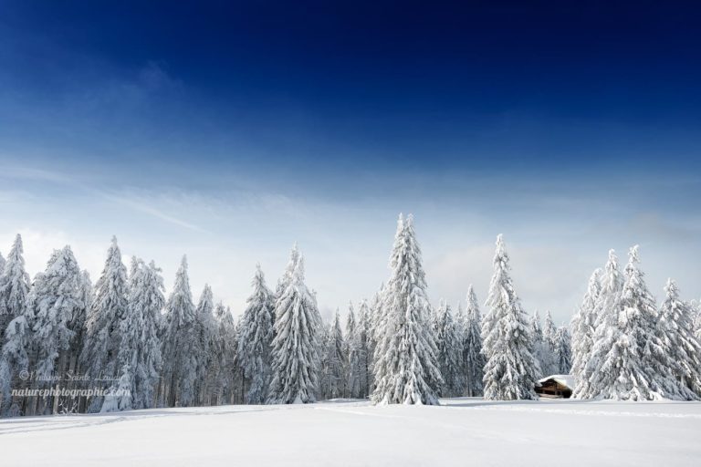 Fresh Snow