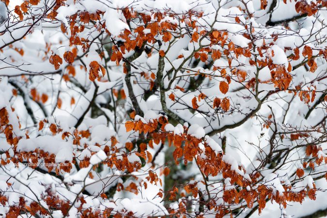 Snowy AfterNoon