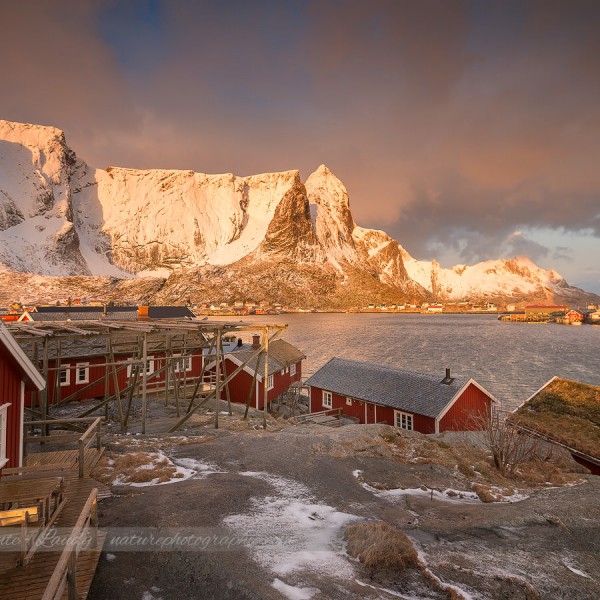 Welcome to Reine