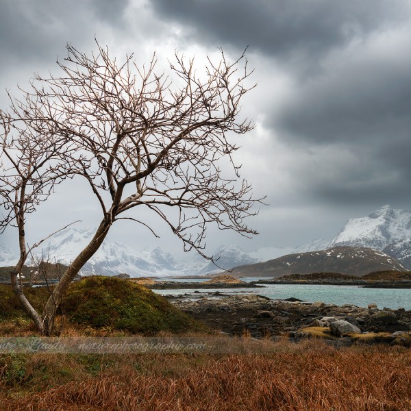 Think It Over Paysage typique des Lofoten
