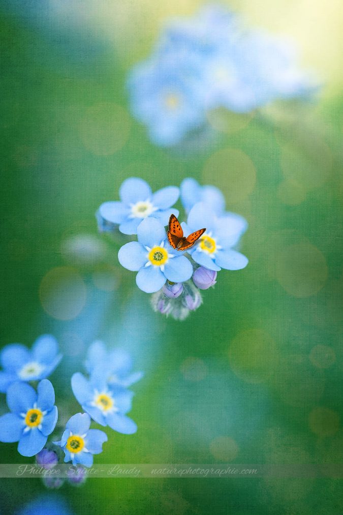 forget-me not