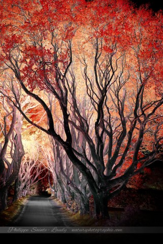 Dark Hedges en Irlande du nord