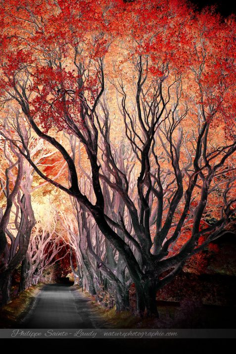 Dark Hedges en Irlande du nord