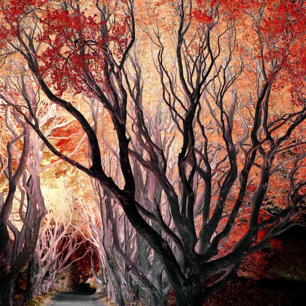 Dark Hedges en Irlande du nord