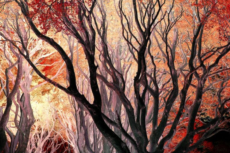 Dark Hedges en Irlande du nord