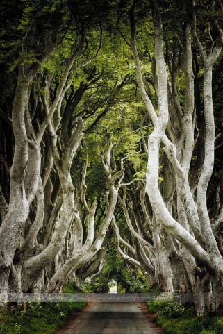 Dark Hedges
