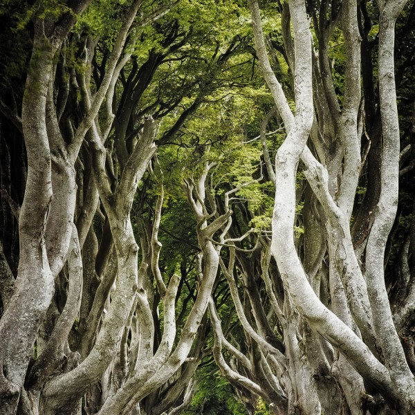 Dark Hedges