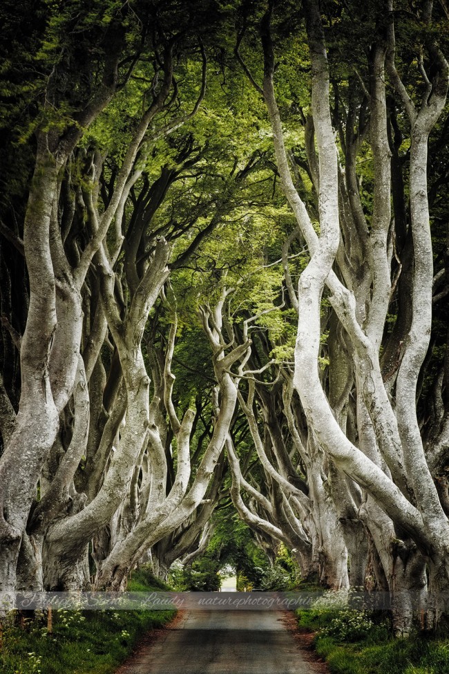 Dark Hedges