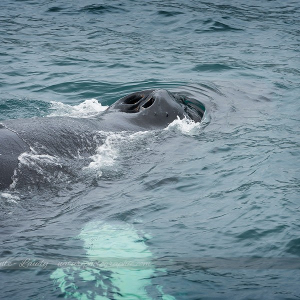 Gros plan sur une baleine en Islande