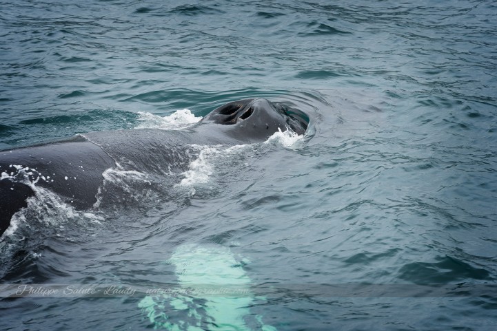 Gros plan sur une baleine en Islande