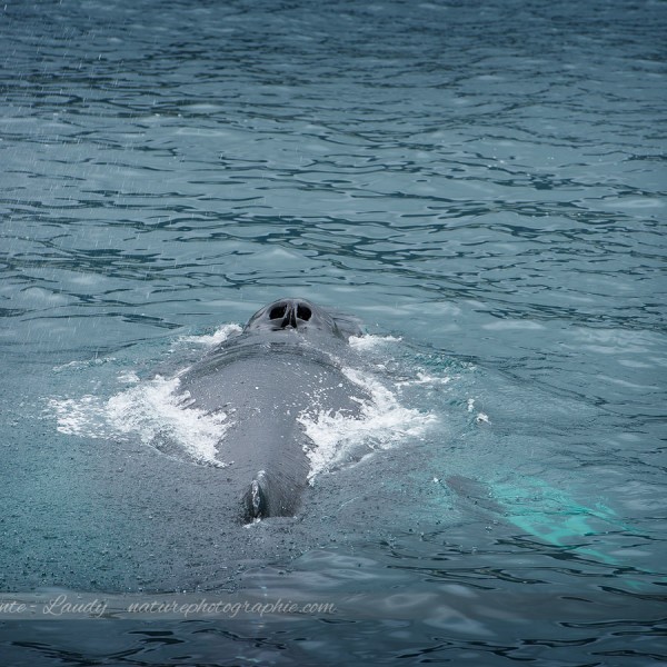 Baleine à bosse en Islande
