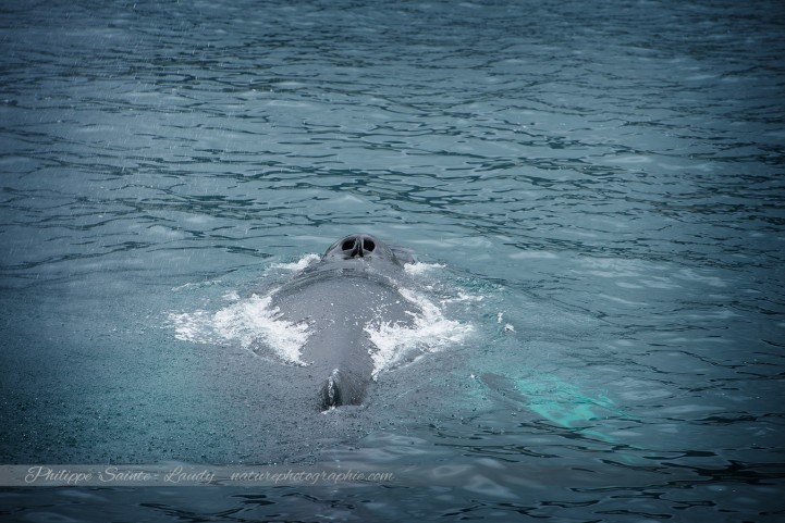 Baleine à bosse en Islande