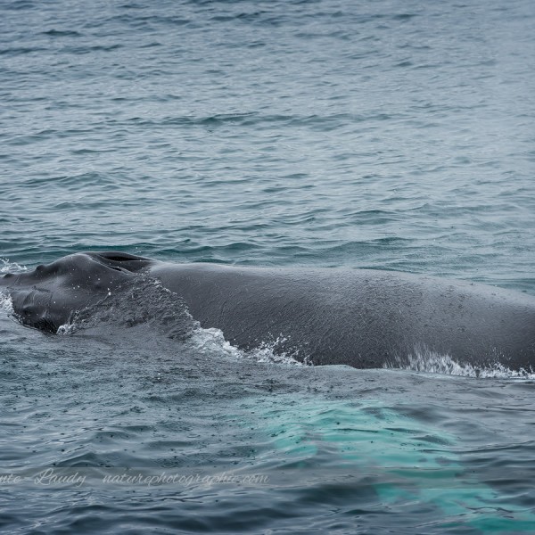 Dos de baleine en Islande