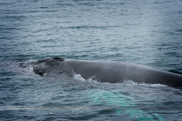 Dos de baleine en Islande