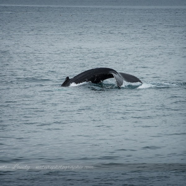 Baleine en Islande