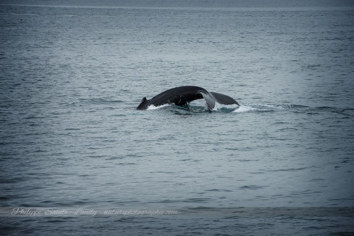 Baleine en Islande