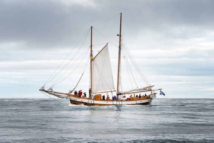 Ancien bateau de pêche à la baleine en Islande