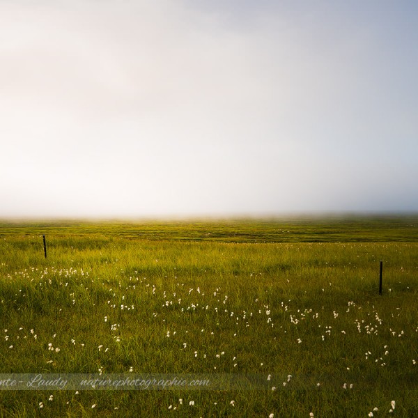Brouillard en isalnde