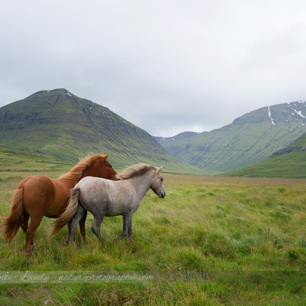 Chevaux d'Islande