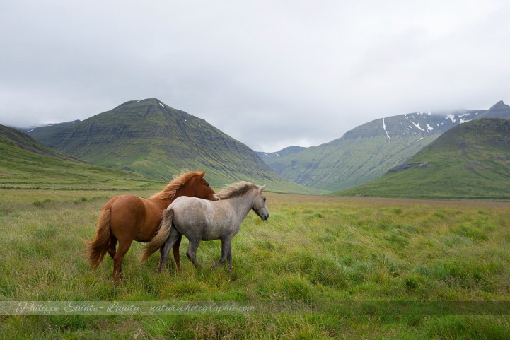 Chevaux d'Islande