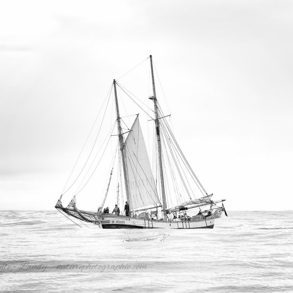 Sortie baleines en Islande