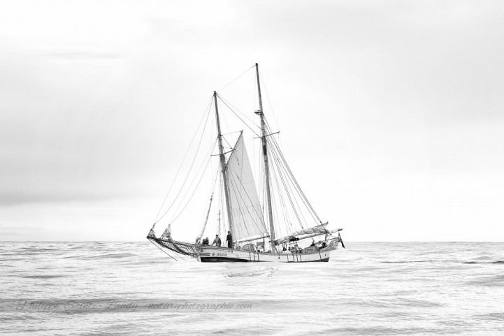 Sortie baleines en Islande