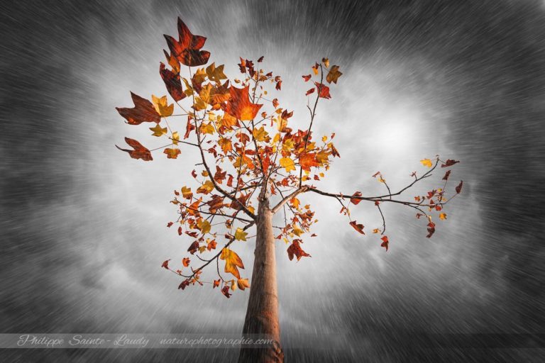 Autumn Rain
