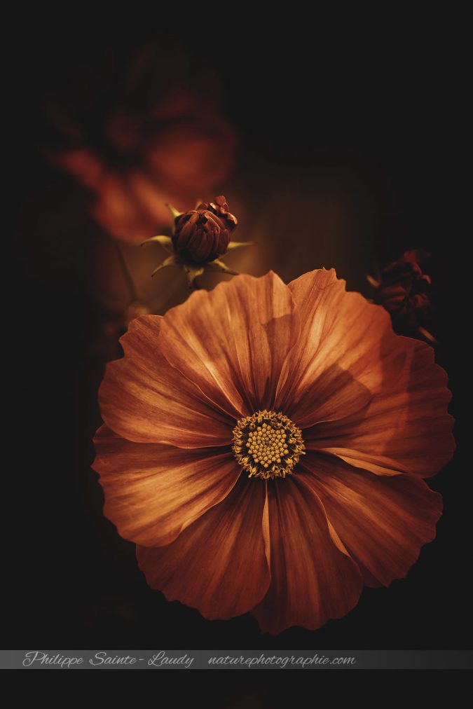 Innocence Photo de Cosmos