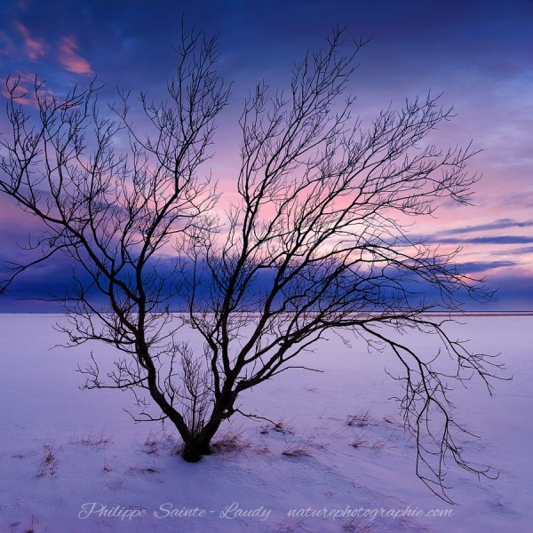 The Cold Moon Arbre en hiver au coucher du soleil en Islande